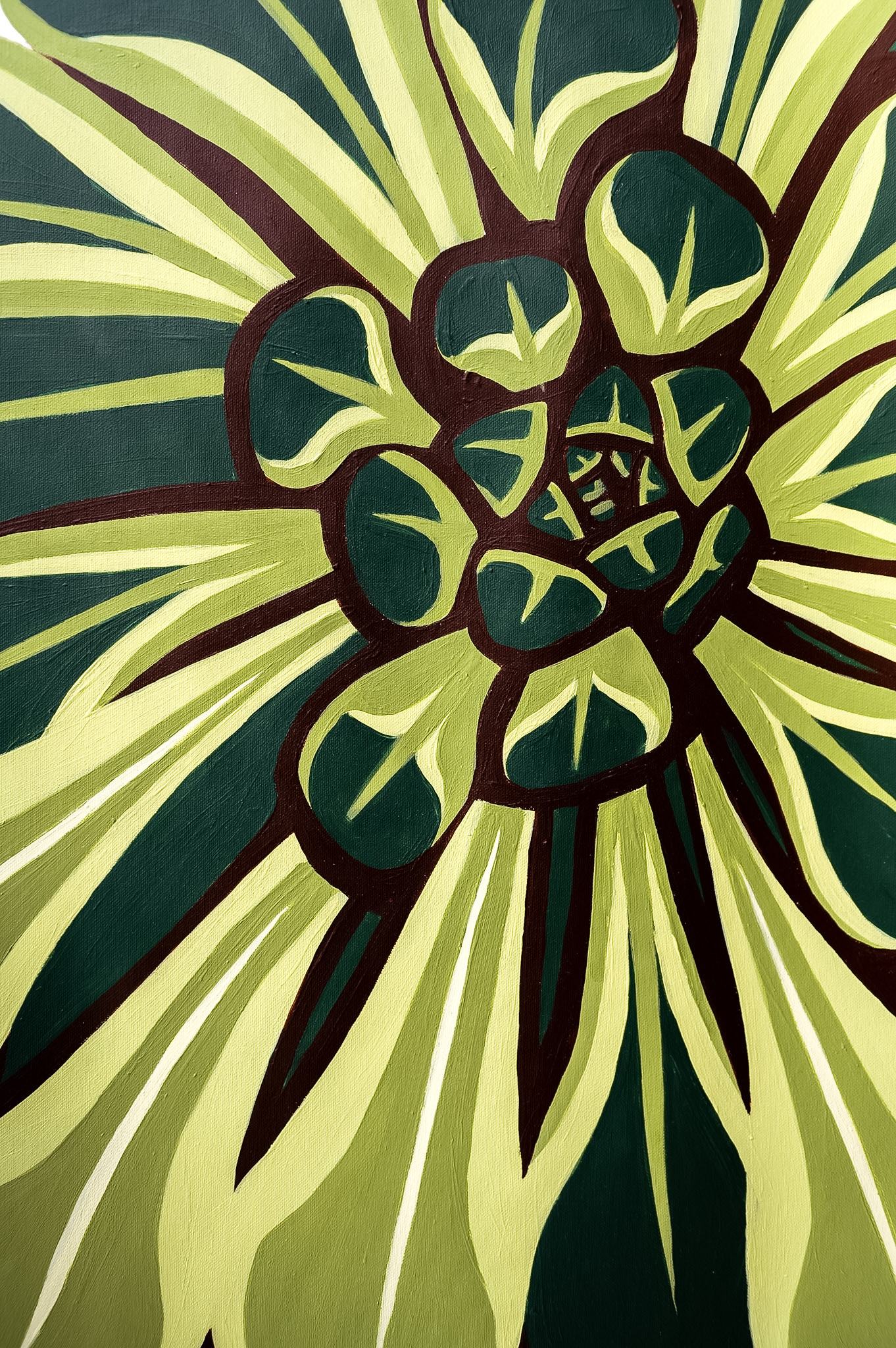 Aeonium — 3